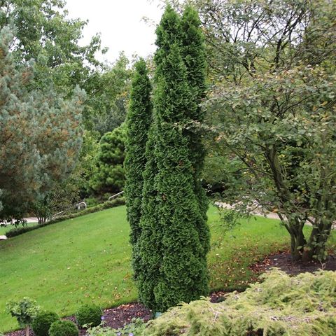 Thuja occidentalis 'Degroot's Spire'
