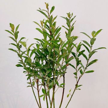 Salix gracilistyla 'Melanostachys'