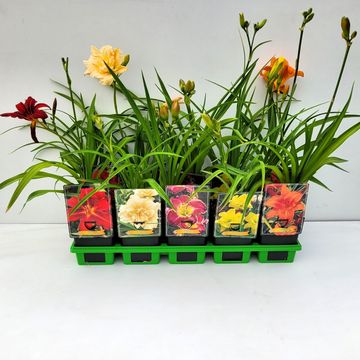 Hemerocallis MIX