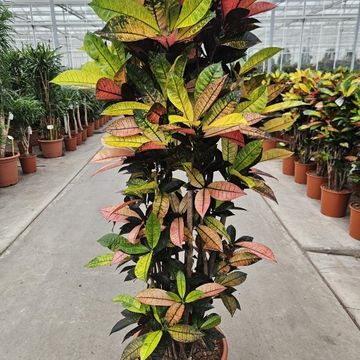 Codiaeum variegatum 'Mrs Iceton'