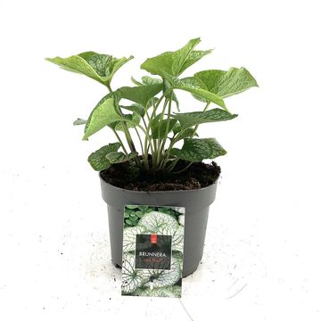 Brunnera macrophylla 'Jack Frost'