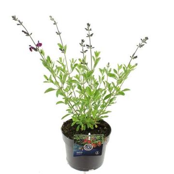 Salvia microphylla 'Salvinio Dark Purple'