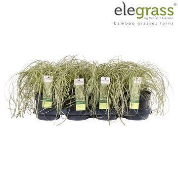 Carex oshimensis 'Evergold'