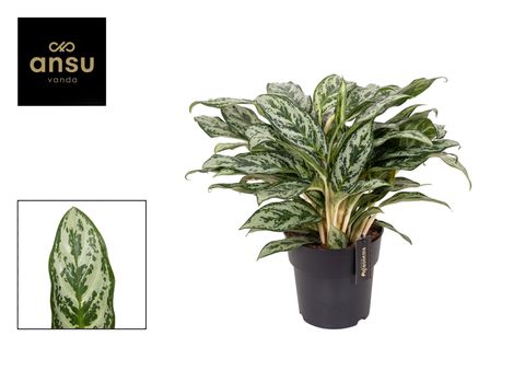 Aglaonema 'Laurel Green'