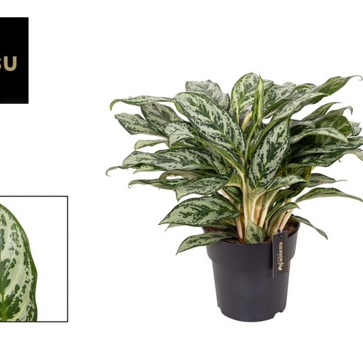 Aglaonema 'Laurel Green'