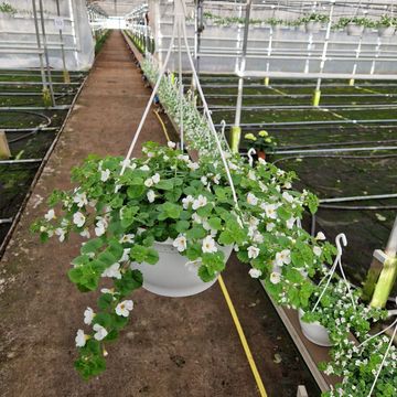 Sutera BACOPA CABANA HOT WHITE