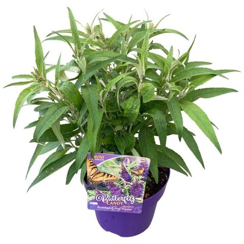 Buddleja davidii BUTTERFLY CANDY LITTLE PURPLE