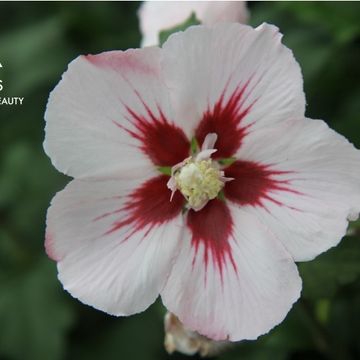 Hibiscus syriacus 'Hamabo'