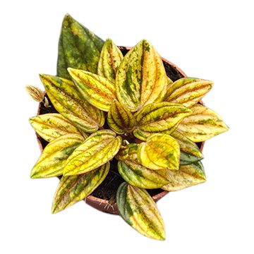 Peperomia caperata 'Rosso'