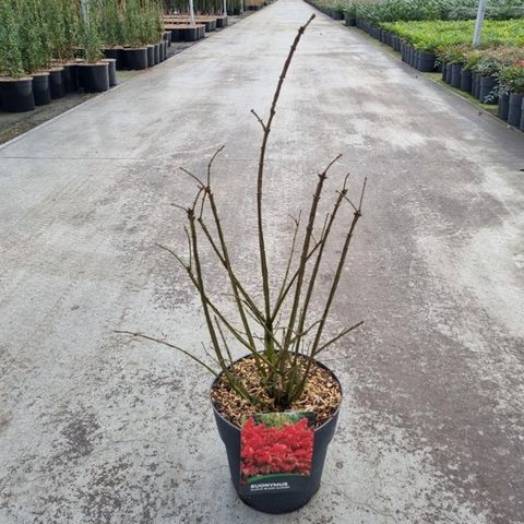 Euonymus alatus 'Blade Runner'