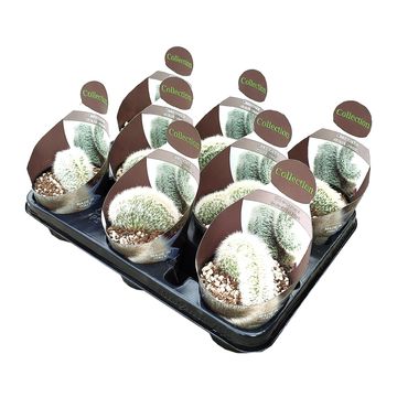 Cleistocactus straussii cristata