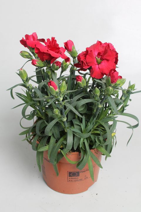 Диантус SUPER TROUPER AMY