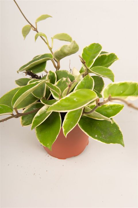 Hoya carnosa 'Krimson Queen'