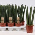 Sansevieria cylindrica 'Straight'