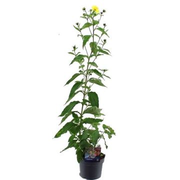 Helianthus 'Lemon Queen'
