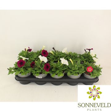 Petunia FOTOFINISH MIX IN POT