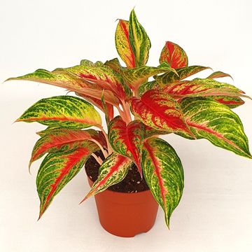 Aglaonema 'Siam Violet'
