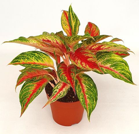 Aglaonema 'Siam Violet'