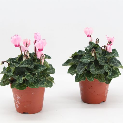 Cyclamen persicum METIS VICTORIA FUCHSIA