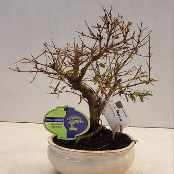 Punica granatum
