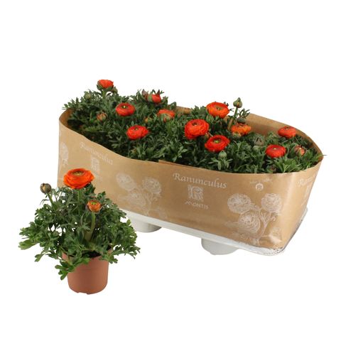 Ranunculus asiaticus 'Sprinkles Orange'
