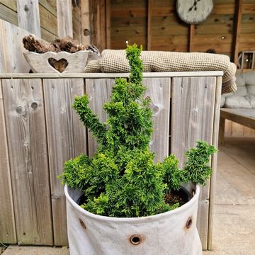 Thuja occidentalis 'Malonyana Holub'
