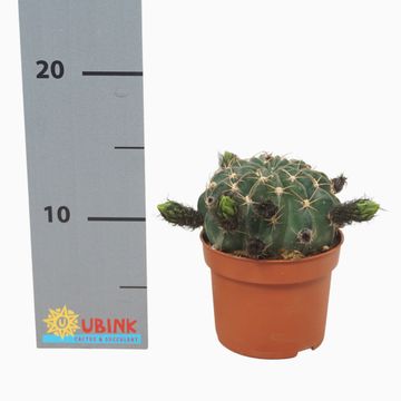 Echinopsis x Lobivia