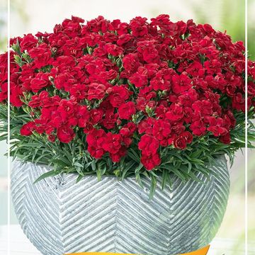 Dianthus caryophyllus 'Peman Red'