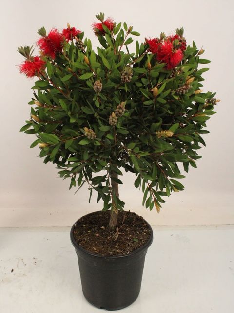 Callistemon citrinus