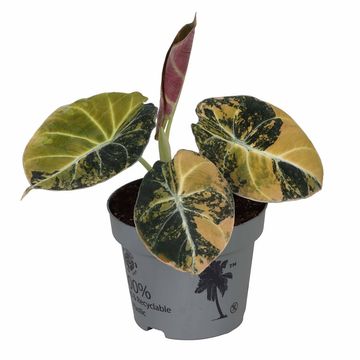 Alocasia 'Black Velvet Gold Aurea Variegata'