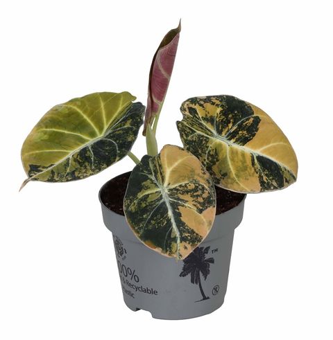 Alocasia 'Black Velvet Gold Aurea Variegata'