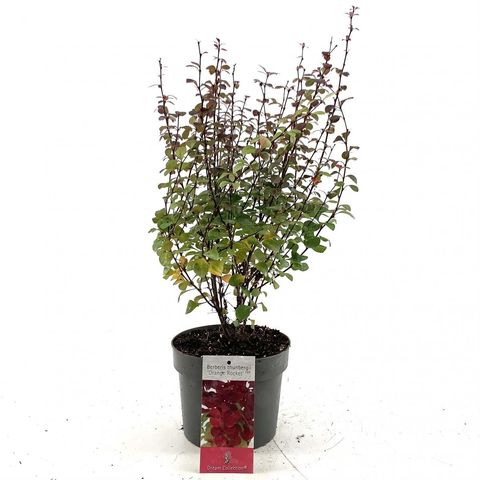 Berberis thunbergii 'Orange Rocket'