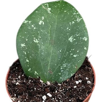 Hoya glabra 'Splash'