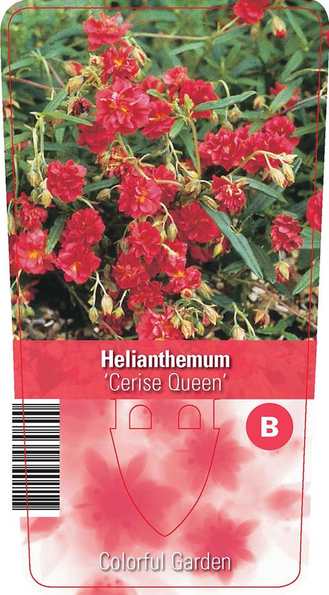 Helianthemum 'Cerise Queen'