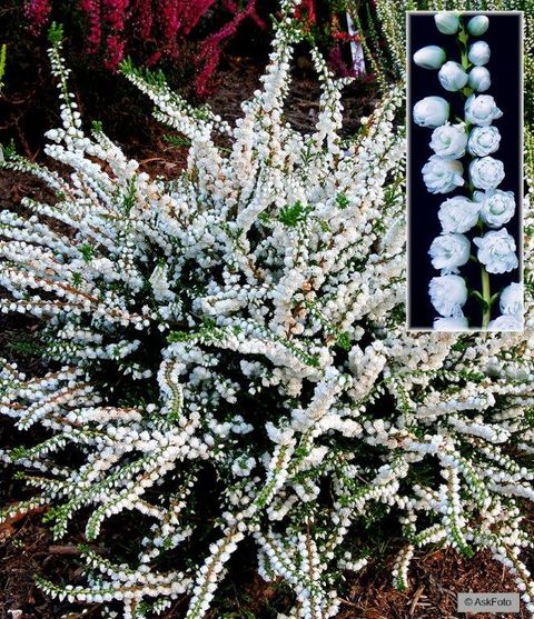 Calluna vulgaris 'Kinlochruel'