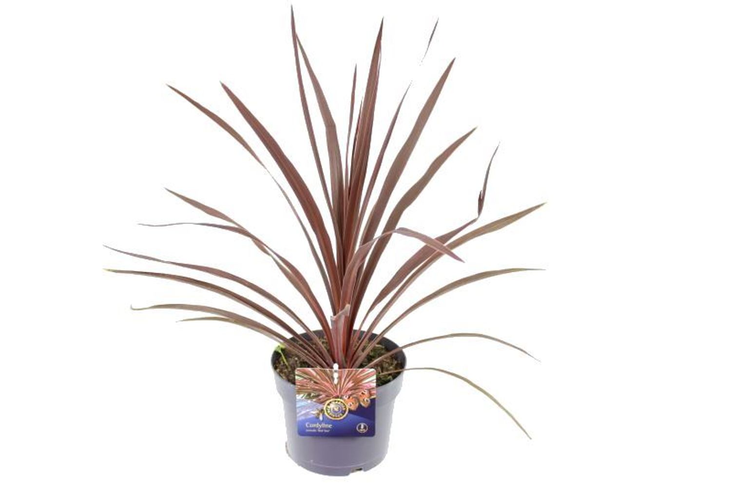 Cordyline australis 'Red Star' — Plant Wholesale FlorAccess