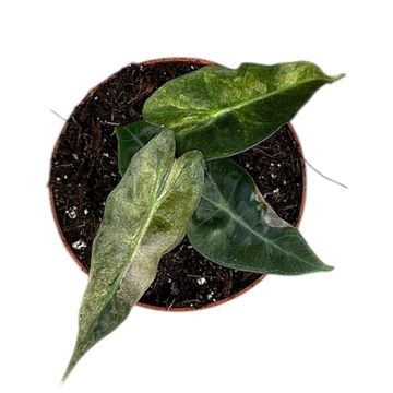 Alocasia 'Polly Yellow Variegata'