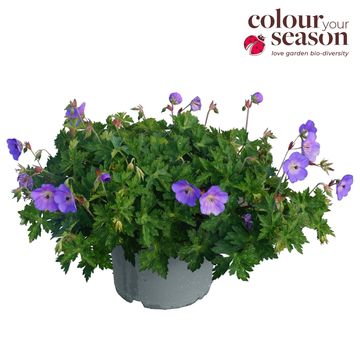 Geranium 'Bloom Me Away'