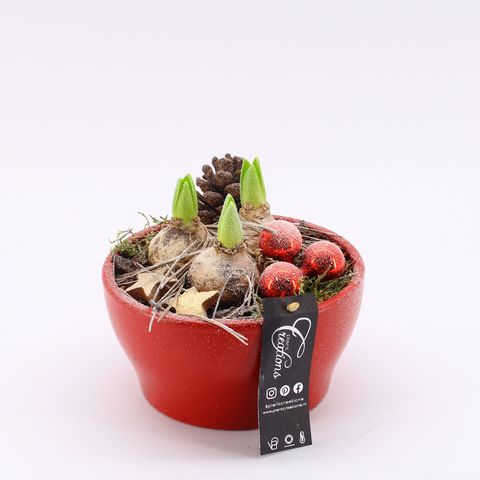 Arrangement Christmas