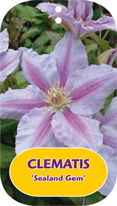 Clematis 'Sealand Gem' (LL)