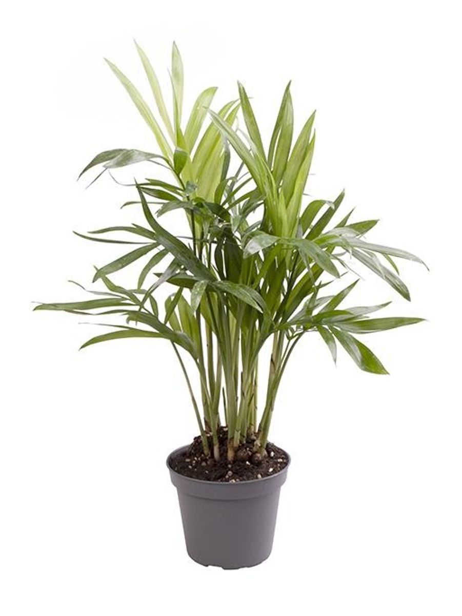 Chamaedorea elegans — Plant Wholesale FlorAccess