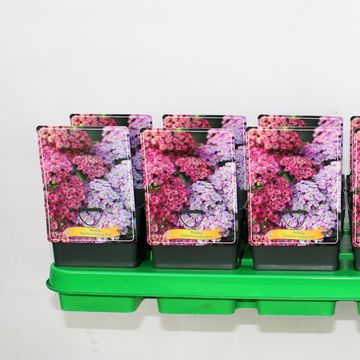 Achillea millefolium RAINBOW ENDING BLUE