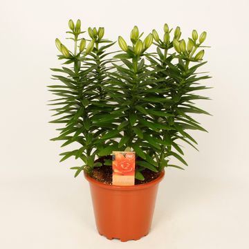 Lilium 'Tiny Double Dutch'