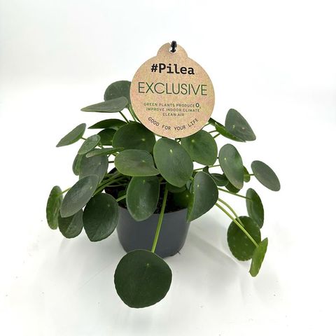 Pilea peperomioides