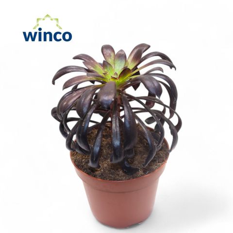 Aeonium arboreum 'Zwartkop'