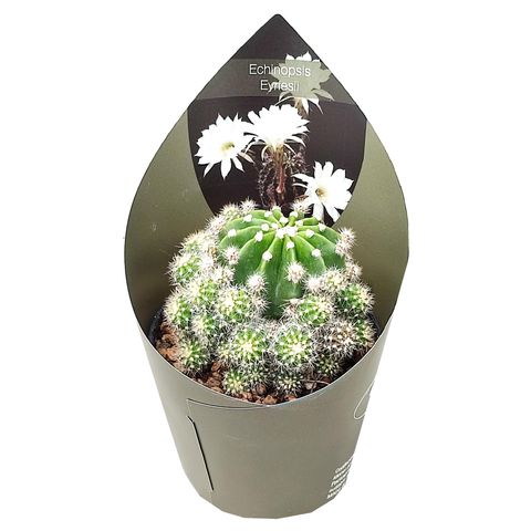 Echinopsis eyriesii