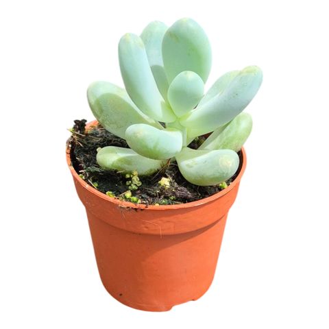 Pachyphytum 'Blue Haze'