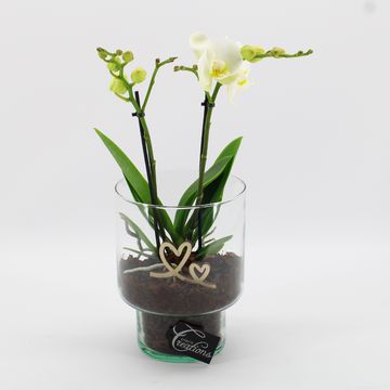 Arrangemang Phalaenopsis