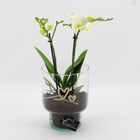 Composizione Phalaenopsis
