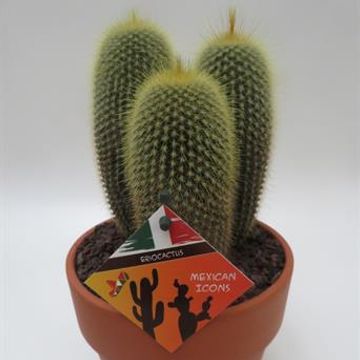 Eriocactus lenninghausii